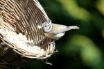 Eine Haubenmeise hat sich ...  Andr� Breutel 08.04.2012