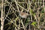 Eine Heckenbraunelle ...  Andr� Breutel 08.04.2012