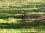 Eichh�rnchen am ...  Ronny Spiller 09.04.2012