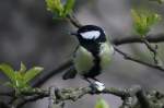 Eine Kohlemeise mit einer ...  Andr� Breutel 09.04.2012