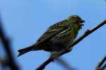 Ein Girlitz singt in ...  Andr� Breutel 09.04.2012