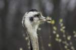 Nandu-Portr�t. Fotografiert bei B�k ...  Andr� Breutel 09.04.2012