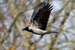 Nebelkr�he auf Beutesuche - ...  Gerd Wiese 13.04.2012