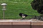 Elster im Garten - ...  Rolf Reinhardt 15.04.2012