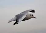 M�we im Gleitflug �ber ...  Rolf Reinhardt 15.04.2012