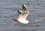 M�we im Flug �ber ...  Rolf Reinhardt 15.04.2012