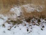 Ein Pr�riehund lie� mich ...  Ronny Spiller 16.04.2012