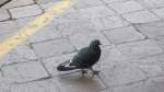 Stra�entaube in Bozen am ...  Markus  16.04.2012