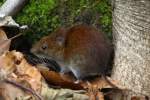 Eine Maus ...  Andr� Breutel 16.04.2012