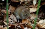 Eine Maus ...  Andr� Breutel 16.04.2012