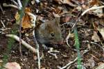 Eine Maus ...  Andr� Breutel 16.04.2012
