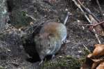 Eine Maus ...  Andr� Breutel 16.04.2012