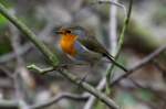 Ein Rotkehlchen im Wald; ...  Andr� Breutel 16.04.2012
