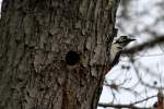 Ein Buntspecht neben seiner ...  Andr� Breutel 16.04.2012