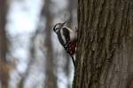 Ein Buntspecht untersucht einen ...  Andr� Breutel 16.04.2012