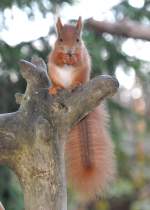 Eichh�rnchen beim ...  Fred Biberpelz 17.04.2012