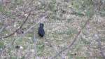 Amsel holt sich einen ...  Markus  17.04.2012