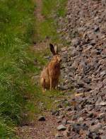 Dieser Geselle hoppelte eiligen ...  Andreas Strobel 20.04.2012
