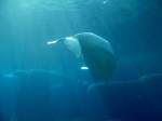 Beluga (Delphinapterus) (16 Fotos)
