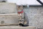 Junge Hauskatze auf der ...  Michael Gottlieb 22.04.2012