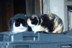 Hauskatzen auf M�ll-Container, gesehen ...  Michael Gottlieb 22.04.2012
