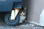 Verstecken spielen? Unter dem ...  Michael Gottlieb 22.04.2012