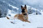 Sch�ferhund im Schnee, gesehen ...  Michael Gottlieb 22.04.2012
