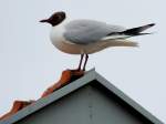 Lachm�we macht einen Zwischenstopp ...  JohannJ 23.04.2012
