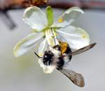Eine Westliche Honigbiene besucht ...  Fred Biberpelz 24.04.2012