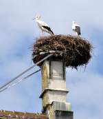 Wei�st�rche im Nest, am ...  Fred Biberpelz 24.04.2012
