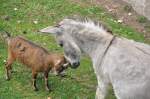 Wer ist st�rker, eine ...  Fred Biberpelz 24.04.2012