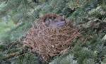 Vogelnest
23.04.2012  ...  Mandy Graupner 24.04.2012