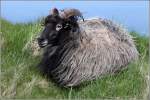Dieses Schaf hat es ...  Helmut Seger 01.05.2012