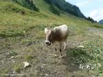Allg�uer Braunvieh - im ...  Michael Gottlieb 03.05.2012