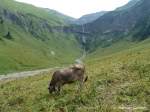 Allg�uer Braunvieh - am ...  Michael Gottlieb 03.05.2012