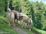 Haflinger auf ...  Michael Gottlieb 03.05.2012