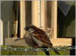 Haussperling an einer Futterstelle. ...  De Rond Hans und Jeanny 04.05.2012