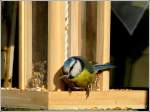 Diese Blaumeise holt sich ...  De Rond Hans und Jeanny 04.05.2012