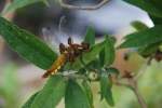 Oldenburg/Oldb., 28.05.2008, Plattbauch (Libellula depressa)   ...