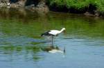 ein Storch auf Futtersuche ...  rainer ullrich 05.05.2012