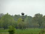 Eigentliche St�rche (Ciconia) (68 Fotos)