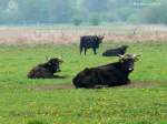 Herde Galloways ...  Michael Gottlieb 05.05.2012