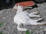 Hofkatze auf ...  Michael Gottlieb 05.05.2012