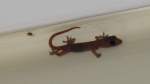  Blinder  Gecko ...  Pat_42 06.05.2012