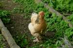 Brahma-Henne, diese ...  rainer ullrich 08.05.2012