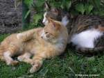 Katzenduo, zuerst ...  Michael Gottlieb 08.05.2012