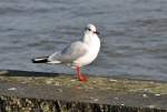 M�we am Rheinufer in ...  Rolf Reinhardt 09.05.2012