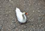 Schwan am Rhein bei ...  Rolf Reinhardt 09.05.2012