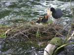 Bl�sshuhnfamile: Mama kommt mit ...  Michael Gottlieb 10.05.2012