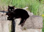 Schwarzer Kater ...  JohannJ 12.05.2012